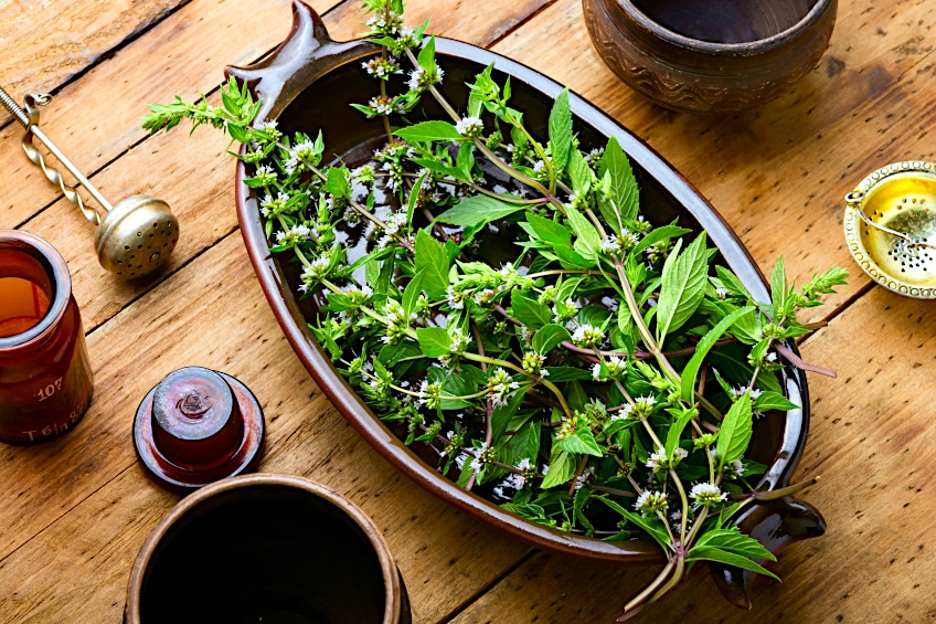 How to Dry Mint Leaves – Cultivating Mint Plants for Tea