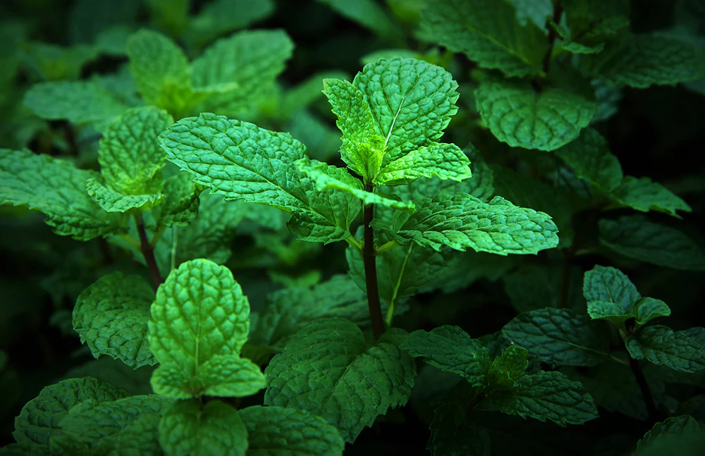 Solutions: Four Herbs To Calm Your Nervous Stomach